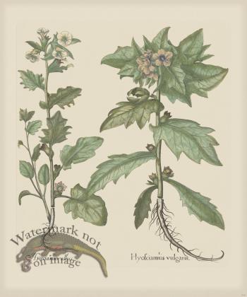 Besler 245 Colored  B2